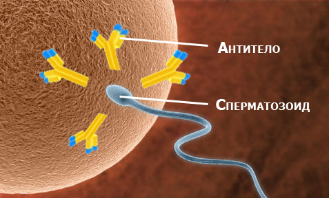 Биохимия эякулята (анализ АСАТ, АЛАТ): исследование качества спермы